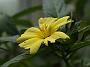 Turnera ulmifolia